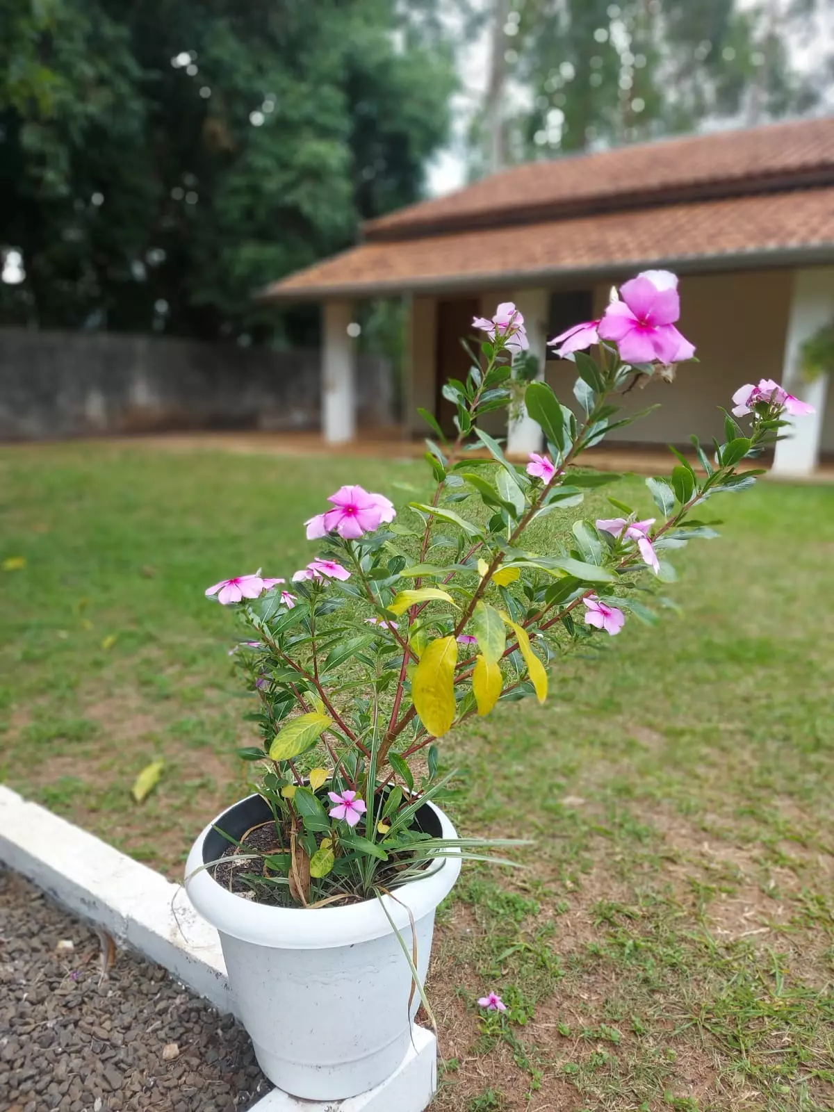 Clínica Popular em Águia Branca