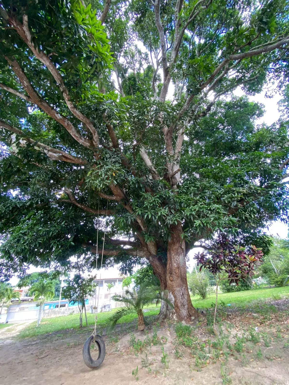 Clínica Médio Padrão MG