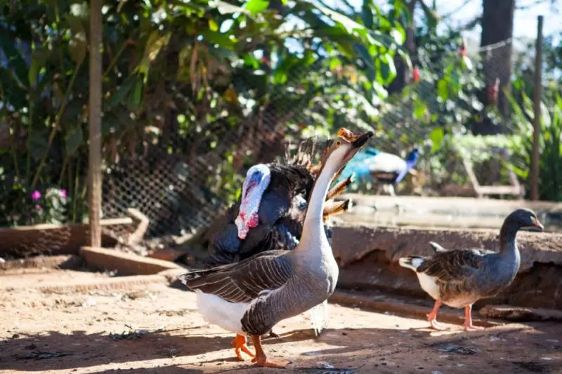 Clínica Alto Padrão em Serra Dourada